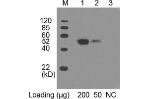 Lane 1 and 2: Multiple Tag Cell Lysate (ABIN1536505) Primary antibody: 0. (c-MYC anticorps  (AA 410-419) (HRP))
