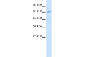 Western Blotting (WB) image for anti-TRIM17 / RNF16 (TRIM17) antibody (ABIN2460981) (TRIM17 / RNF16 anticorps)