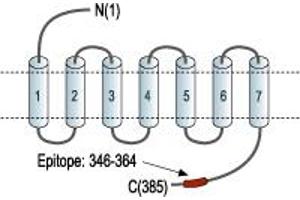 Representative domain view of the target of ABIN7885185.
