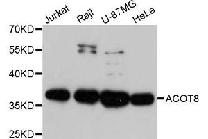Western blot analysis of extracts of various cell lines, using ACOT8 antibody. (ACOT8 anticorps)