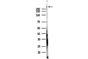 Western blot analysis of lysates from Mouse brain, using PTPN13 Antibody at 1/1000 dilution.