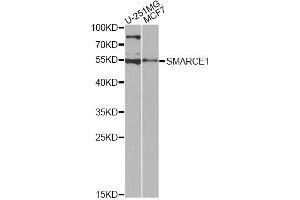 Western blot analysis of extracts of various cell lines, using SMARCE1 antibody (ABIN6290090) at 1:1000 dilution. (SMARCE1 anticorps)