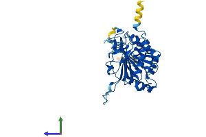 AlphaFold protein structure predicition of Human Recombinant GALT Protein, UniprotID P07902
