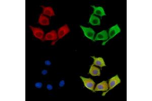 ABIN7096696 and ABIN7100761 staining HepG2 cells by IF/ICC.