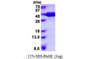 Image no. 1 for Mercaptopyruvate Sulfurtransferase (MPST) protein (His tag) (ABIN1098491)