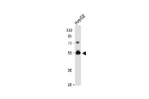 DPEP3 anticorps  (C-Term)