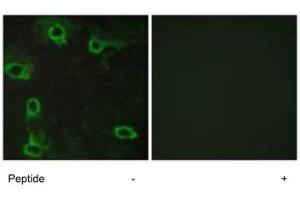 Immunofluorescence analysis of COS-7 cells, using ADORA2A polyclonal antibody . (Adenosine A2a Receptor anticorps)