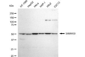 Western blotting analysis using SAMM50 antibody (ABIN7800407).