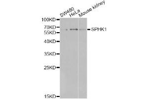 Western blot analysis of extracts of various cell lines, using SPHK1 antibody (ABIN6290942) at 1:1000 dilution. (SPHK1 anticorps)