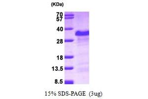 SDS-PAGE (SDS) image for Poly Binding Protein Interacting Protein 2 (PAIP2) (AA 1-127) protein (His tag) (ABIN666906)
