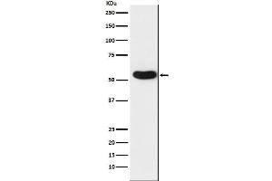 Western blot analysis of CHRNA5 expression in A431 cell lysate.