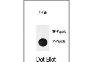 Dot blot analysis of anti-Phospho-NFKBIA (Ser32) Antibody Phospho-specific Pab (ABIN650851 and ABIN2839807) on nitrocellulose membrane. (NFKBIA anticorps  (pSer32))