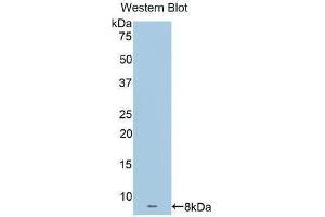 Western Blotting (WB) image for anti-Apolipoprotein C-I (APOC1) (AA 31-83) antibody (ABIN3208967) (APOC1 anticorps  (AA 31-83))