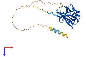 AlphaFold protein structure predicition of Human Recombinant FGF12 Protein, UniprotID P61328