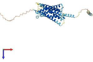 G Protein-Coupled Receptor MRGX2 (MRGPRX2) (AA 1-352) protein (His tag)