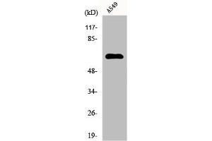 Western Blot analysis of A549 cells using FAST Polyclonal Antibody (FASTK anticorps  (Internal Region))
