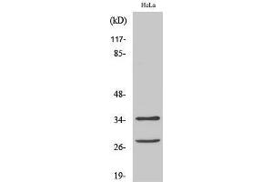 Western Blot (WB) analysis of HeLa cells using Cleaved-Caspase-6 p18 (D162) Polyclonal Antibody. (Caspase 6 p18 (Asp162), (cleaved) anticorps)