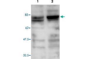 Western blot was performed on whole cell lysates from mouse fibroblastst (Lane 1, NIH/3T3) and embryonic stem cells (Lane 2, E14Tg2a) with Ash2l polyclonal antibody , diluted 1 : 1,000 in BSA/PBS-Tween. (ASH2L anticorps)