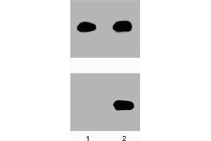 A431 cells were either left untreated (-) or treated (+) with 100 ng/ml EGF for 5 minutes at 37°C. (STAT5A anticorps  (pTyr694))