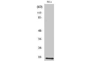 Western Blotting (WB) image for anti-Ubiquitin-Conjugating Enzyme E2D 2 (UBE2D2) (C-Term) antibody (ABIN3187395) (UBE2D2 anticorps  (C-Term))
