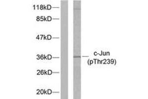 Western blot analysis of extracts from HeLa cells treated with UV, using c-Jun (Phospho-Thr239) Antibody. (C-JUN anticorps  (pThr239))