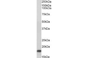 ABIN2560641 (0. (UBE2I anticorps  (N-Term))