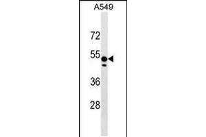 Western blot analysis in A549 cell line lysates (35ug/lane). (ZNF695 anticorps  (AA 244-269))