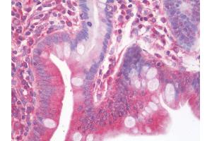 Anti-NTRK3 / TRKC antibody IHC staining of human small intestine.