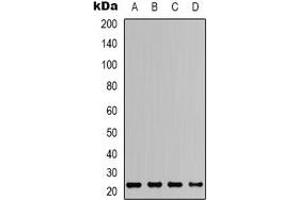Western blot analysis of ASC expression in HEK293T (A), Raw264. (STS anticorps  (N-Term))