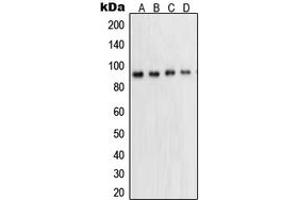 Western blot analysis of STAT5A expression in A431 (A), K562 (B), HeLa (C), NIH3T3 (D) whole cell lysates. (STAT5A anticorps  (Center))