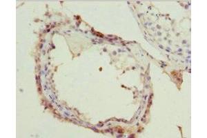 Immunohistochemistry of paraffin-embedded human testis tissue using ABIN7160268 at dilution of 1: 100 (RAE1 anticorps  (AA 1-368))