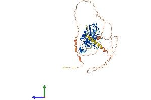 AlphaFold protein structure predicition of Mouse Recombinant Tbx19 Protein, UniprotID Q99ME7