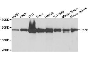 Western blot analysis of extracts of various cell lines, using PKN1 antibody (ABIN6003498) at 1/1000 dilution. (PKN1 anticorps)