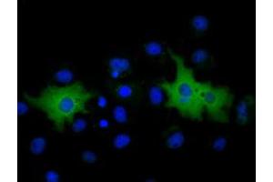 Immunofluorescence (IF) image for anti-Membrane Protein, Palmitoylated 3 (MAGUK P55 Subfamily Member 3) (MPP3) antibody (ABIN1499549) (MPP3 anticorps)
