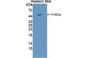 Detection of Recombinant COL2a1, Rabbit using Polyclonal Antibody to Collagen Type II Alpha 1 (COL2a1) (COL2A1 anticorps  (AA 1259-1449))