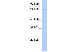 Copine IV antibody used at 1 ug/ml to detect target protein. (Copine IV anticorps  (C-Term))