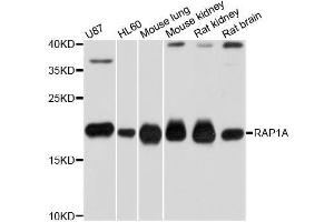 Western blot analysis of extracts of various cell lines, using RAP1A antibody (ABIN5970363) at 1/1000 dilution. (RAP1A anticorps)