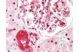 Anti-ZBTB40 antibody IHC staining of human kidney. (ZBTB40 anticorps  (N-Term))