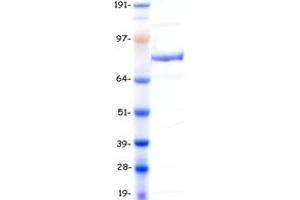 Validation with Western Blot (MLH1 Protein (Myc-DYKDDDDK Tag))