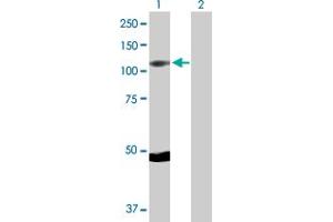 Western Blot analysis of RPS6KA5 expression in transfected 293T cell line by RPS6KA5 MaxPab polyclonal antibody. (MSK1 anticorps  (AA 1-802))
