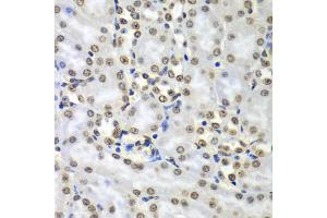 Immunohistochemistry of paraffin-embedded mouse kidney using SEPT7 antibody (ABIN5974146) at dilution of 1/100 (40x lens). (Septin 7 anticorps)