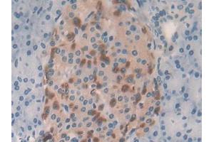IHC-P analysis of Human Pancreas Tissue, with DAB staining. (GRAP2 anticorps  (AA 77-325))