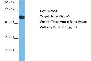 Host: Rabbit Target Name: GABRA5 Sample Tissue: Mouse Brain Antibody Dilution: 1ug/ml (GABRA5 anticorps  (Middle Region))