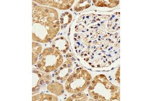 Immunohistochemical analysis of paraffin-embedded H.