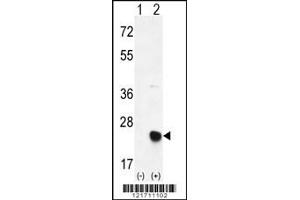 Western blot analysis of MSRB2 using rabbit polyclonal MSRB2 Antibody using 293 cell lysates (2 ug/lane) either nontransfected (Lane 1) or transiently transfected (Lane 2) with the MSRB2 gene. (MSRB2 anticorps  (AA 44-73))
