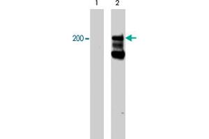Western blot analysis of A-431 cells serum starved overnight (lane 1) and treated with pervanadate (1mM) for 30 min (lane 2). (Integrin beta 4 anticorps  (pTyr1494))