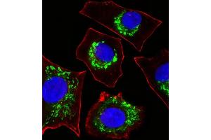 Fluorescent image of A549 cells stained with COX6B1 Antibody (N-term) (ABIN6243632 and ABIN6577406).