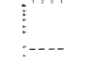 Western blot analysis of FABP5 using anti-FABP5 antibody . (FABP5 anticorps)