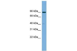WB Suggested Anti-KCTD16 Antibody Titration: 0. (KCTD16 anticorps  (N-Term))