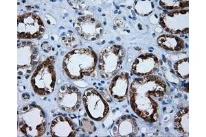 Immunohistochemical staining of paraffin-embedded Kidney tissue using anti-APP mouse monoclonal antibody. (APP anticorps)